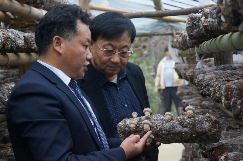 查看农户香菇产业