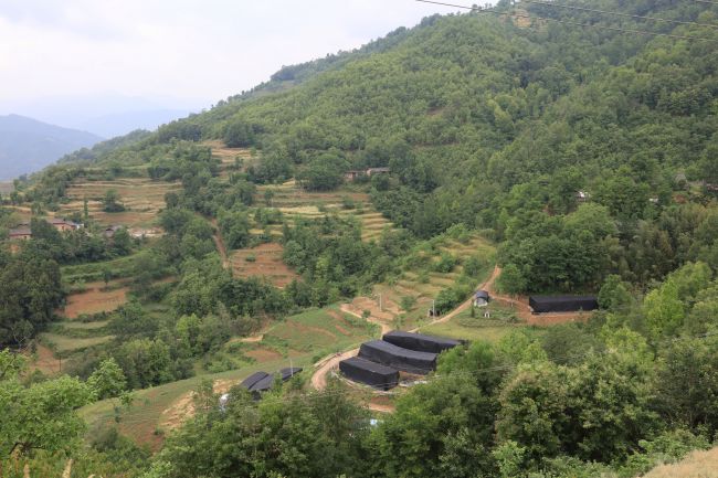 集中建设的主导产业香菇大棚