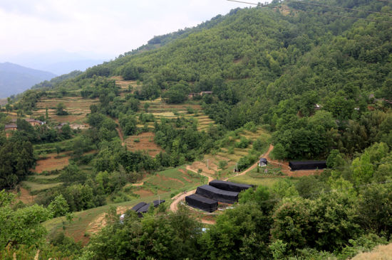 集中建设的主导产业香菇大棚。