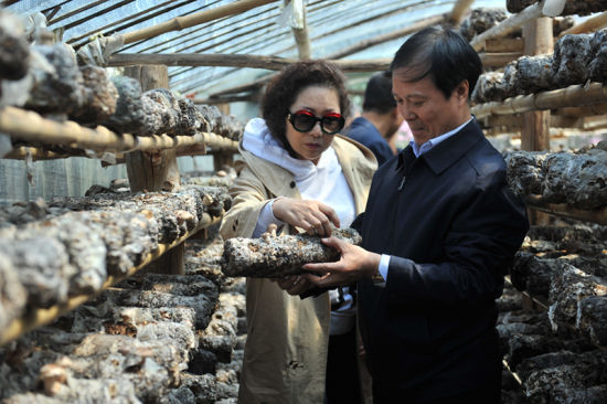 西安音乐学院党委书记张立杰、副院长安金玉查看流溪沟村香菇产业情况。